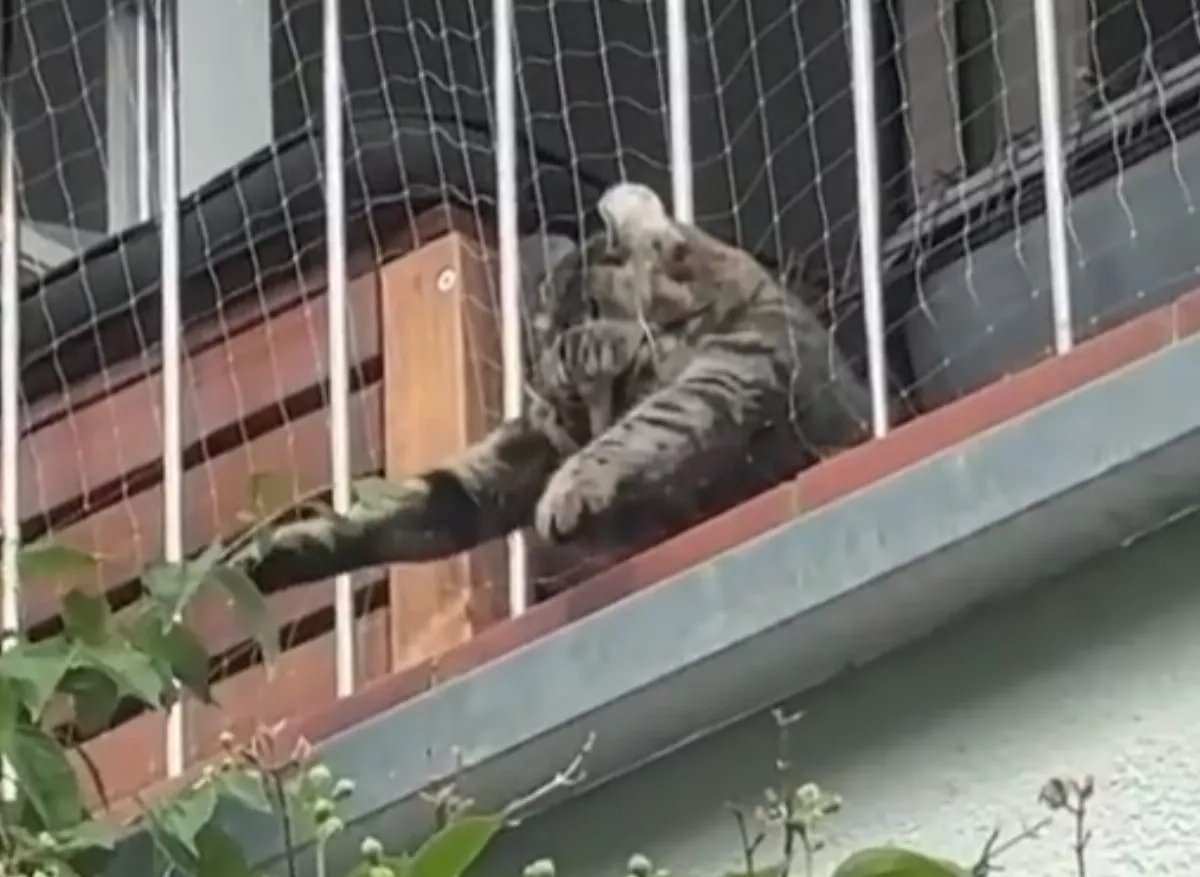 虎斑貓硬要玩陽台外小花   臉被擠成鬆餅